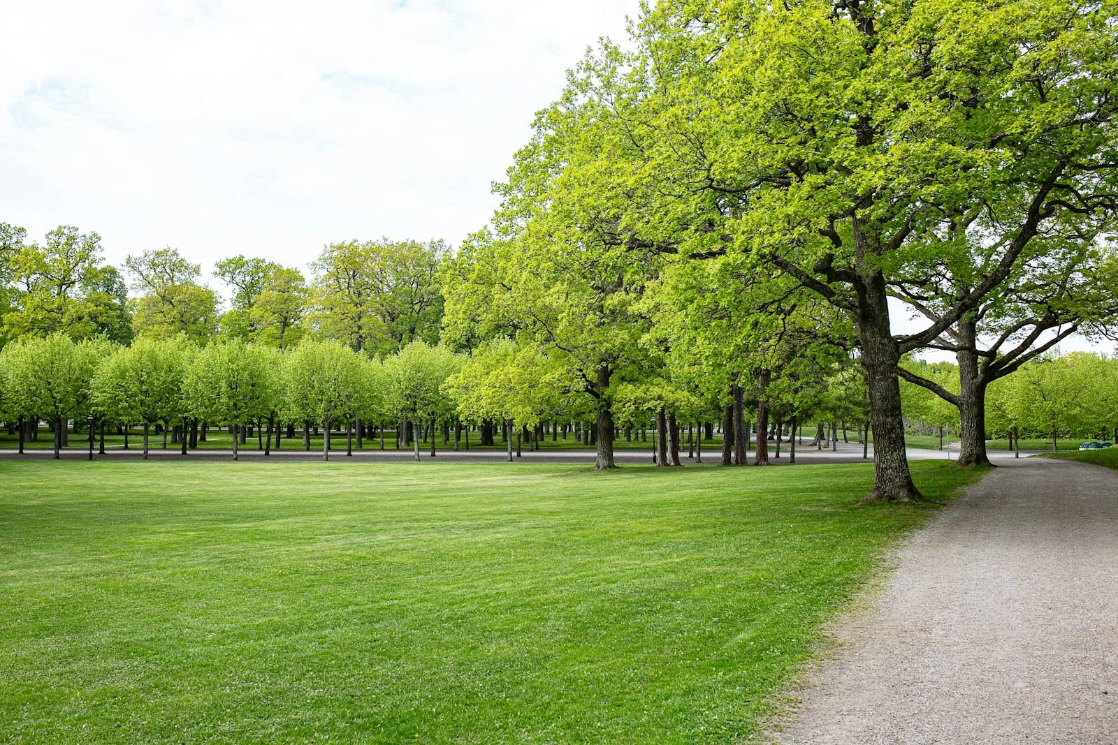 Gravel path beside a wide lawn under rows of leafy trees